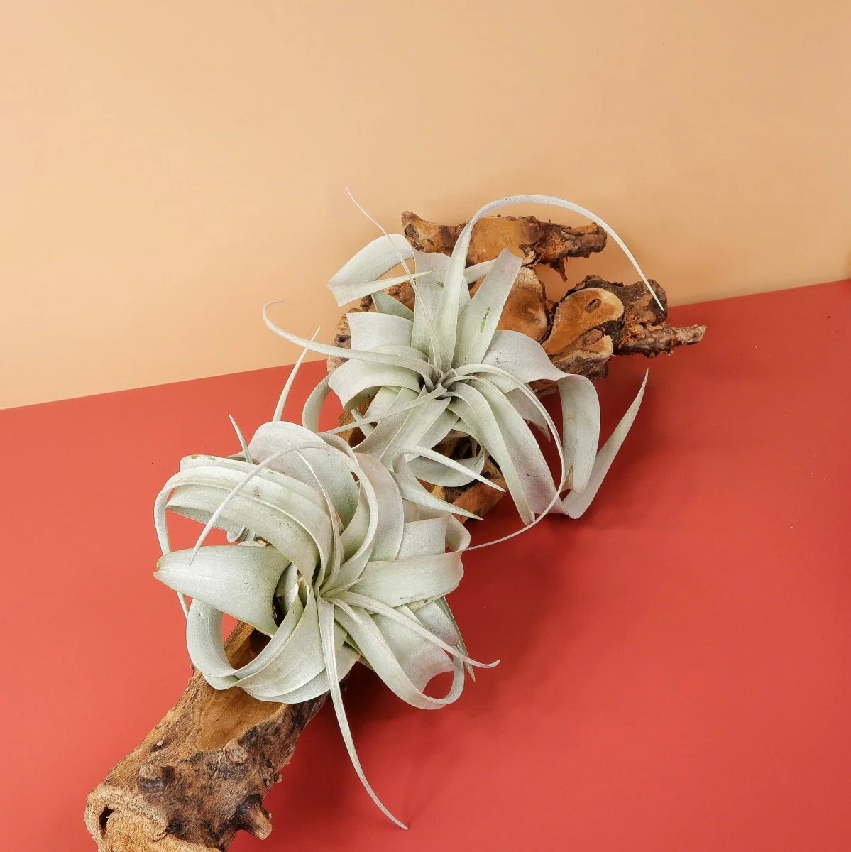 TILLANDSIA XEROGRAPHICA - Image 5