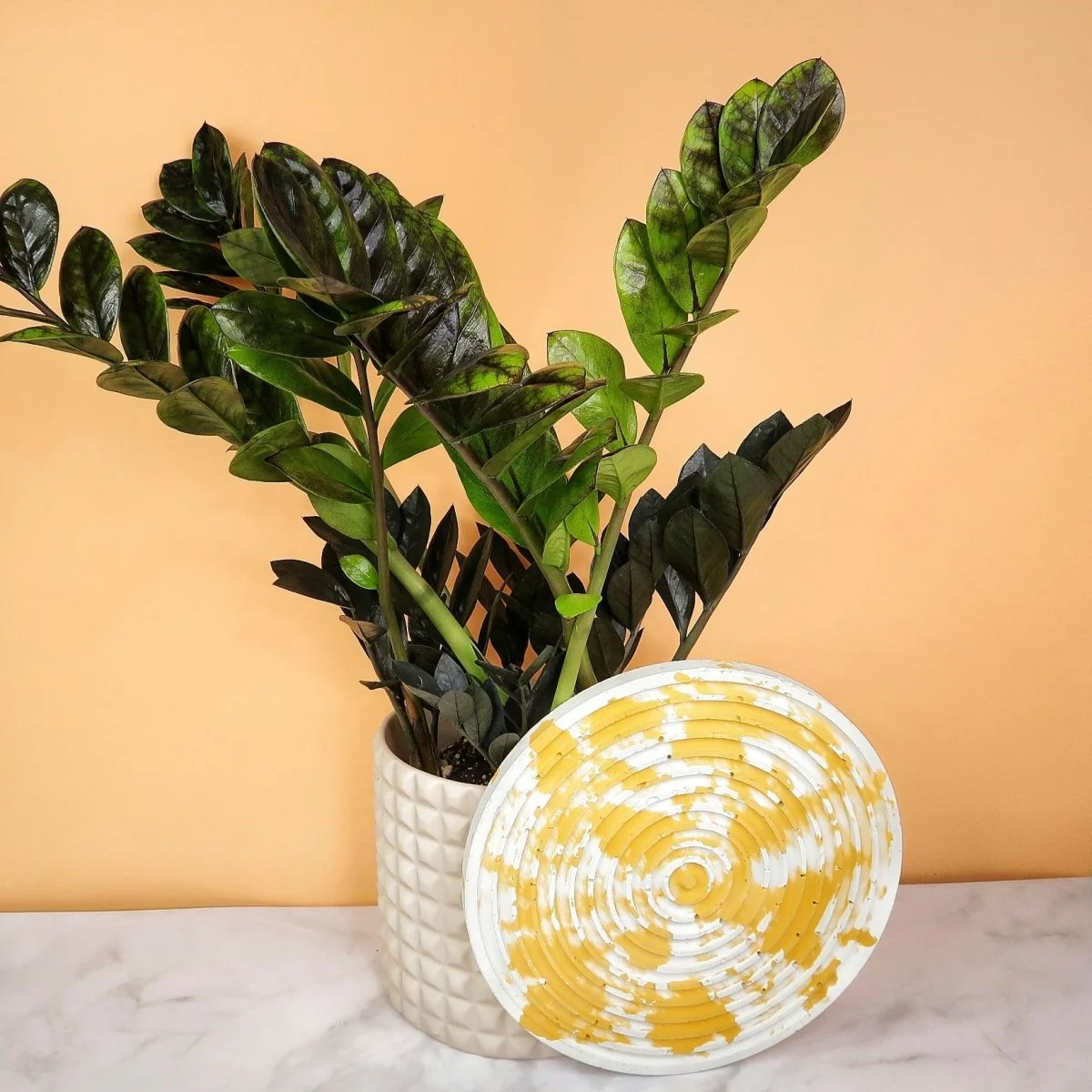 ZAMIOCULCAS BLACK RAVEN - Image 3