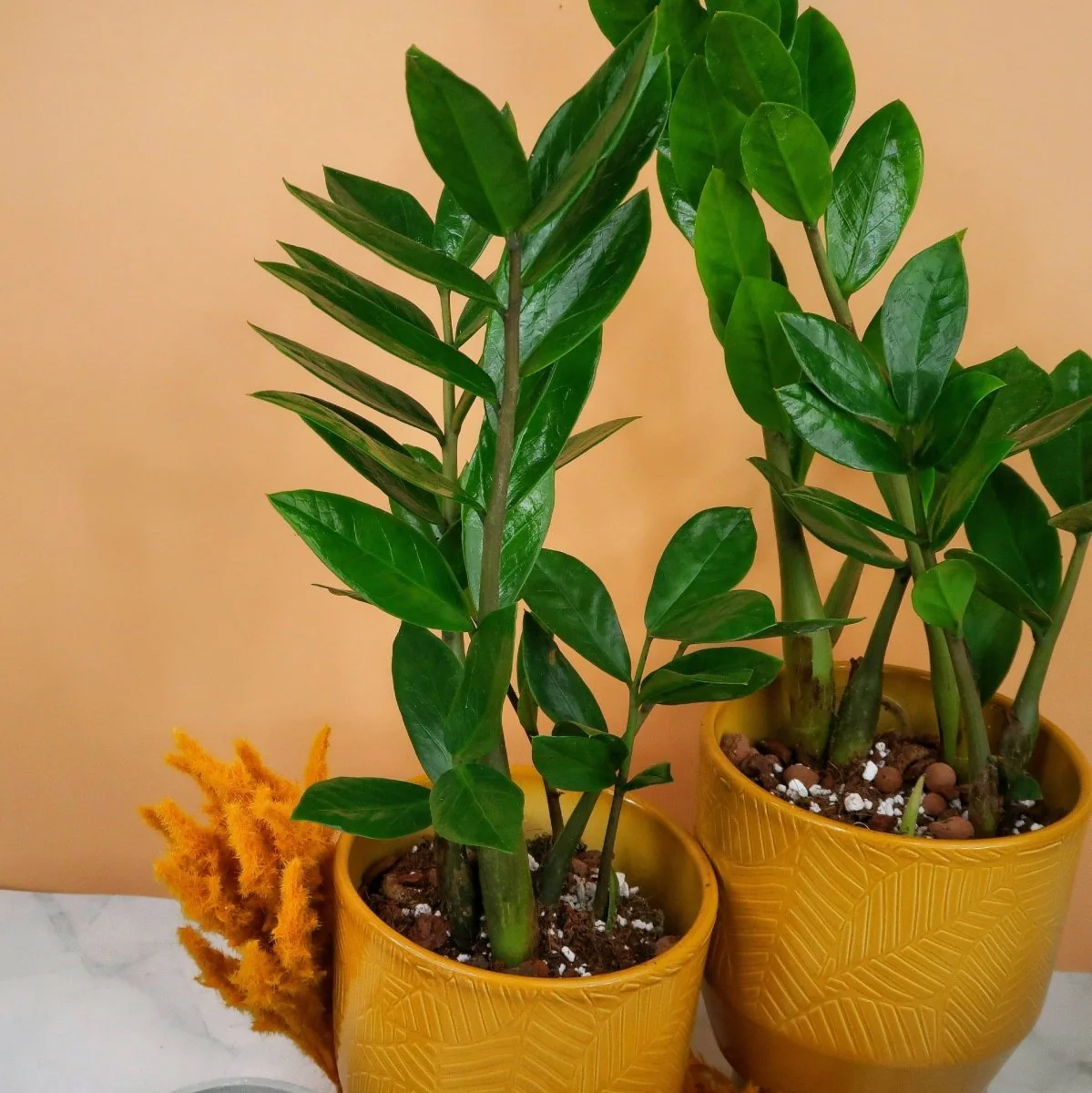 ZAMIOCULCAS ZAMIIFOLIA - Image 3
