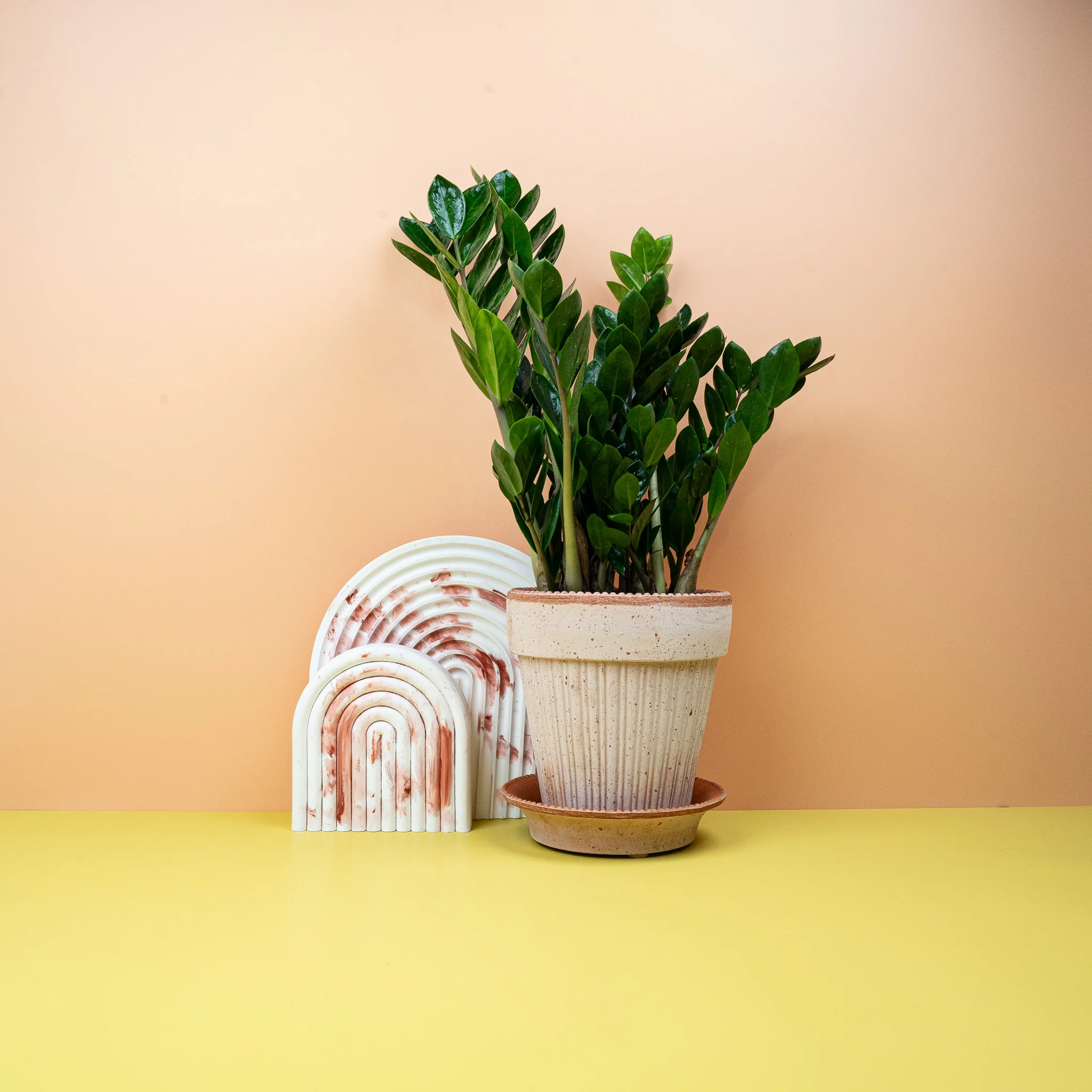 ZAMIOCULCAS ZAMIIFOLIA MIDORI - Image 2